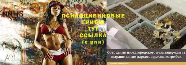 стаф Аркадак
